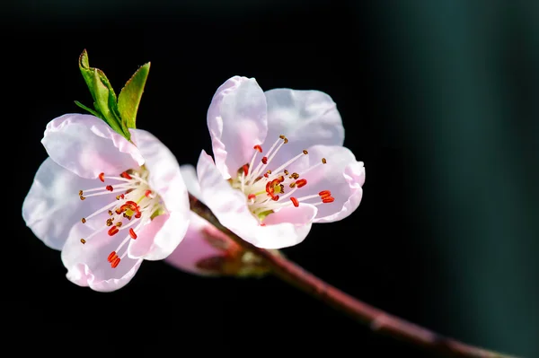 Perzik bloesem, sakura bloemen geïsoleerd op zwarte pagina Stockfoto
